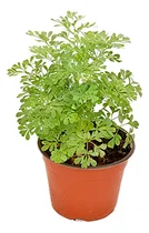 Comprar Planta Perejil Y Otras Hierbas