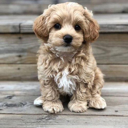 Maltipoo Adorables Cachorros Vip 