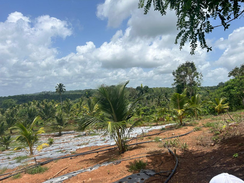 Te Vendo Finca En Hato Mayor Del Rey/republica Dominicana.