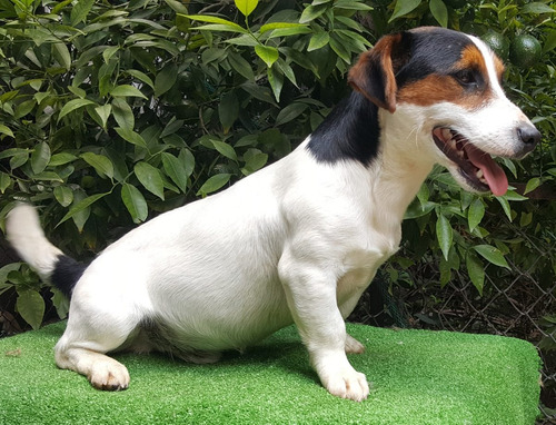 Jack Russell Patita Corta Semental Disponible