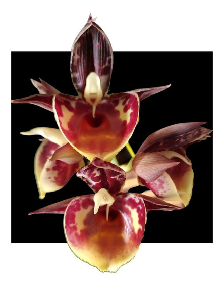 Orquidea Adulta Catasetum | MercadoLivre 📦