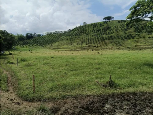 Se Vende Finca Vía Barragan - Rio Verde
