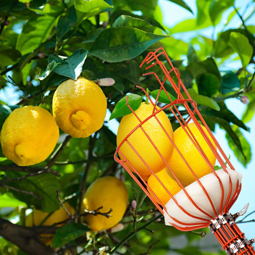 Recolector De Frutas Walensee 8 Pies Herramienta Ajustable Color