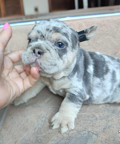 Bulldog Francés Blue Merle 