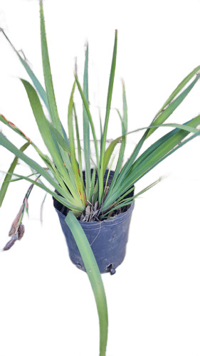 Dietes Iridoides / Vegeta 3lt