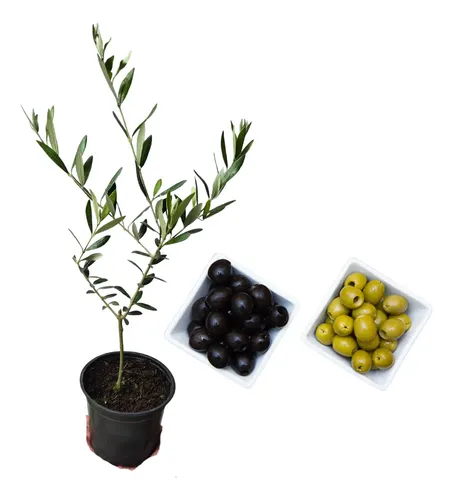 Mini Oliveira Para Ornamentação - Cultivo Interno E Externo