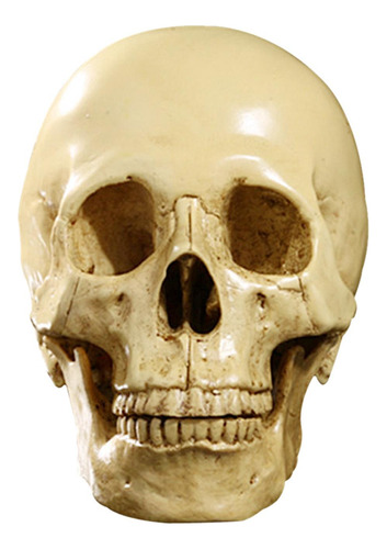 Amarillo 1: 1 Cabeza Cráneo Resina