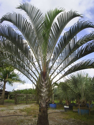 Muda De Palmeira Triangular ( Jardim E Decoração )