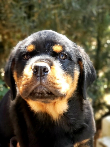 Filhote Rottweiler
