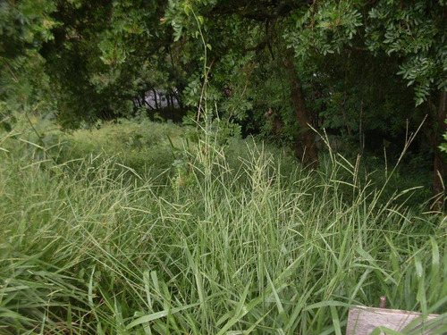 Imagem 5 de 8 de Terreno À Venda, 940 M² Por R$ 900.000,00 - Dos Casa - São Bernardo Do Campo/sp - Te0010