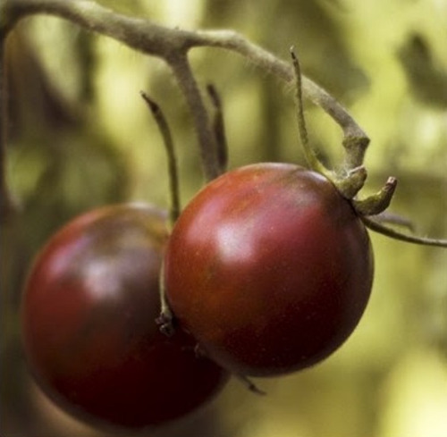 Semillas Organicas Tomate Negro Cherry Kumato Para Huerta