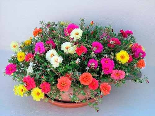 Imagem 2 de 6 de 200 Sementes De Onze Horas Dobrada Sortida Flor
