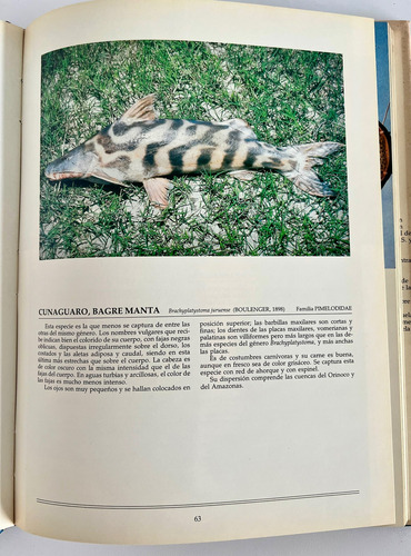 Peces De Agua Dulce De Venezuela - Benigno Román (Usado)