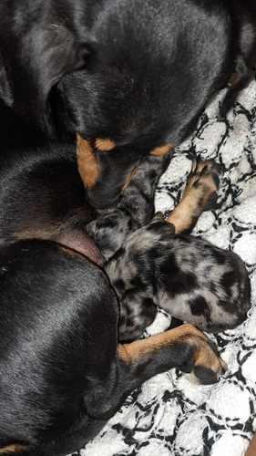 Cachorros Salchicha Dachshund Arlequín Plata.