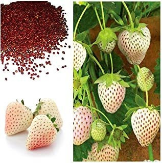 Moccurod 300 Semillas Blancas De Fresa Alpina, Fragaria Vesc