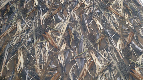 Drt Duck Blind True Timber Camo Auto Headliner Tela 3 16  X