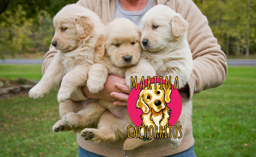 Cachorros Golden Envio Gratis A Caba Y Gba