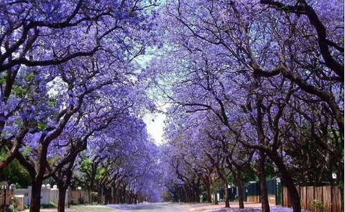 Paulonia, Árbol Dedalero, Árbol De La Emperatriz, Kiri 10lts