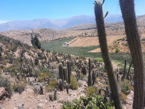 Sector Camino Las Casas De Quilpue, El Algarrobal