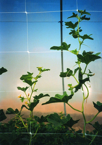 Hortonova Sm Plant Trellis Net, 79 X 30', Blanco.