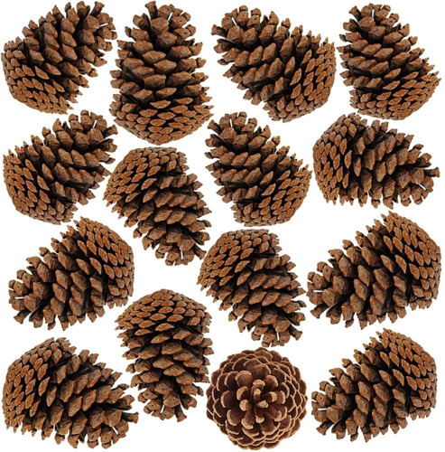 20 Pinos Pinhas Naturais Enfeite Natal Decoração Barato | Parcelamento sem juros 20 Pinos Pinhas Naturais Enfeite Natal Decoração Barato | Parcelamento sem juros