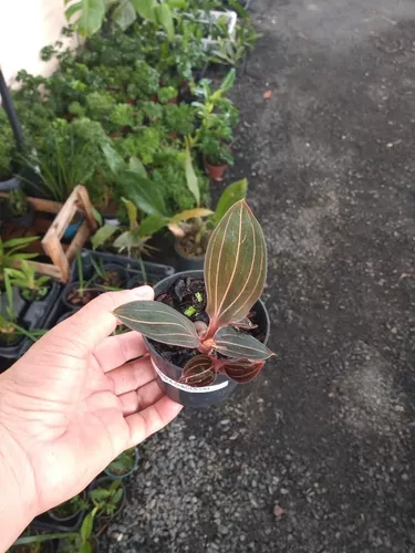 Kit 2 Ludisia Discolor Orquídea Pipoca Joia Terrestre Rara