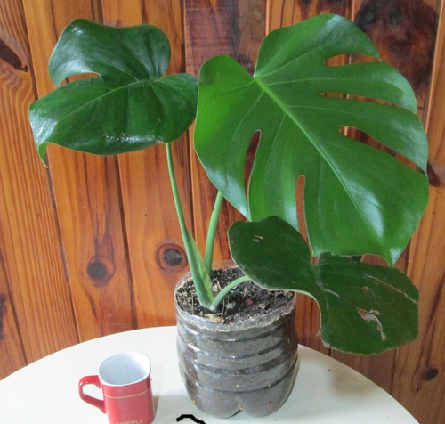 Monstera Deliciosa Costilla De Adán Retirás Avellaneda 