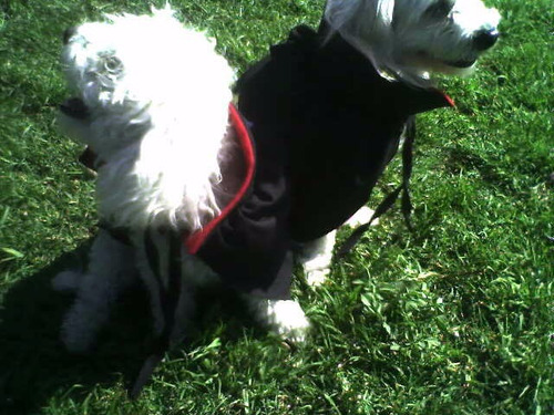 Capa Dracula Disfraz Halloween Perro Talla 7 Envío Gratis