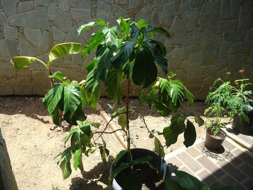 Árbol De Noni (10)