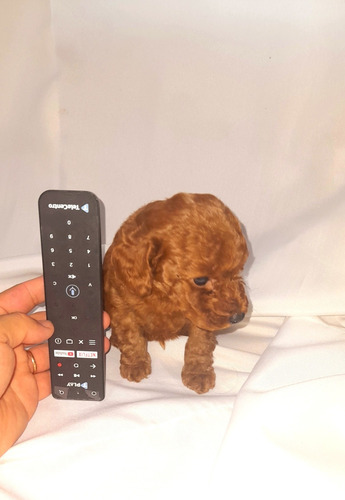 Imagen 3 de 4 de Caniche Mini Toy Roja