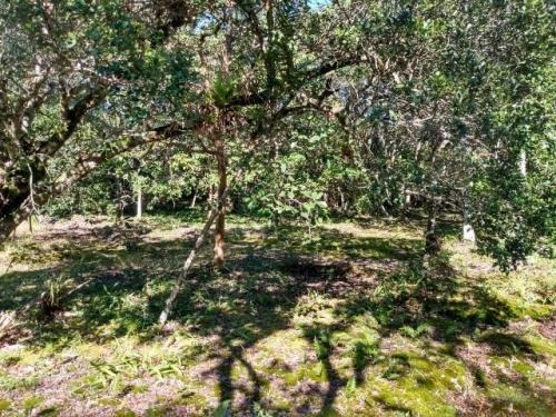 Imagem 3 de 6 de Terreno 1000m² Lado Serra À Venda Em Itanhaém-bopiranga 8441