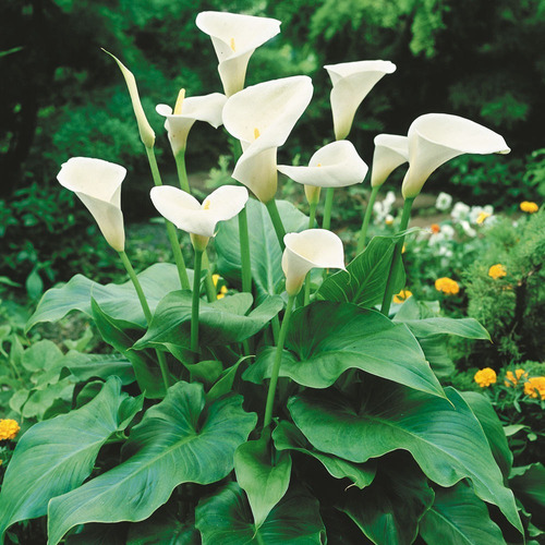 Bulbos De Calla Aethiopica Blanca  (x1 Bulbo) Imp Holanda