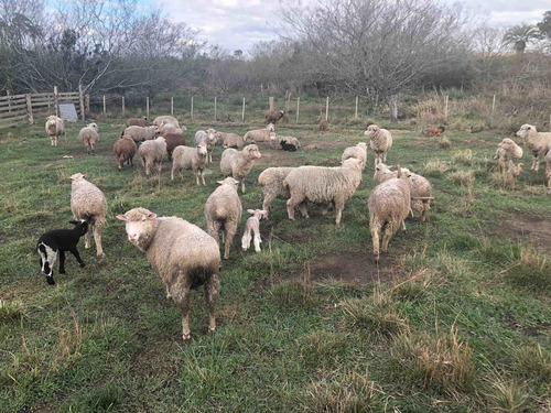 Imagem 1 de 1 de Ovelhas Merino