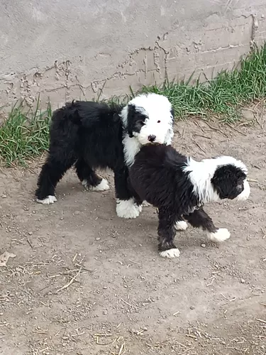 Viejo Pastor Ingles Cachorros