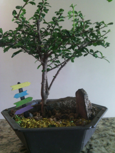 Bonsai Mujer Bonita O Premna