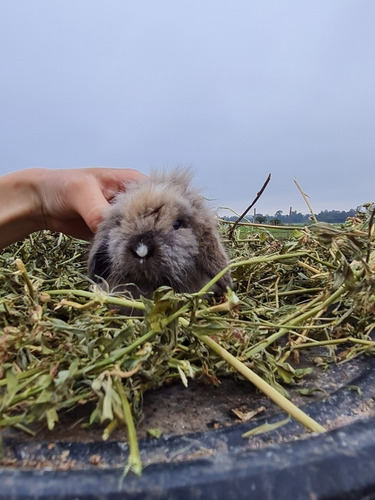 Imagen 8 de 9 de Conejitos Enanos Holland Lop