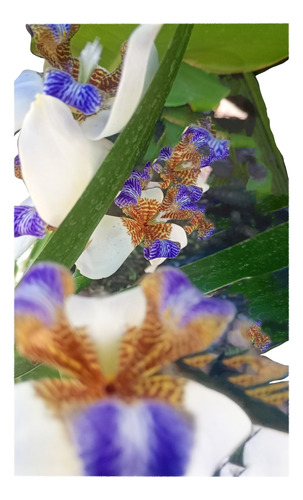Neomarica Hermosa Floracion