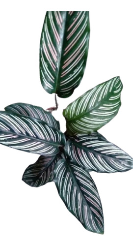 Calathea Mil Rayas - Plantas De Interior 