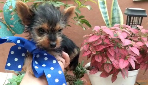 Yorky Bello Super Enanito Yorkshire Terrier 550 Mini