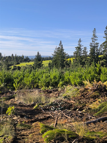 Parcelas Planas En Pichilemu, Orilla De Asfalto.