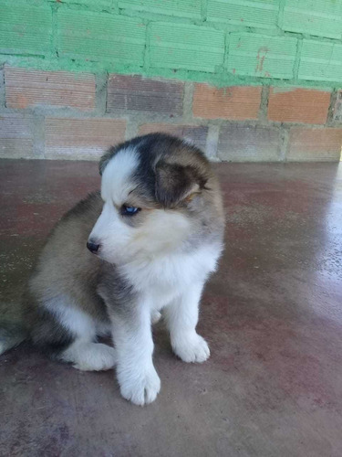 Cachorro Husky Siberiano 