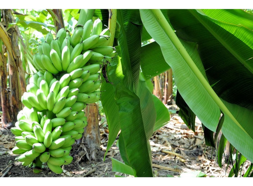Planta De Plátano Dominico (hartón) Mas Semillas