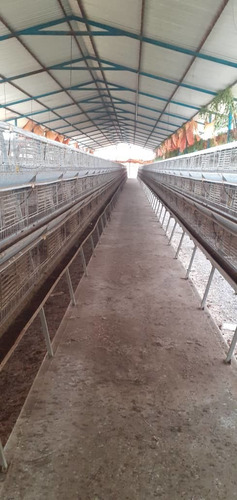 Imagen 4 de 13 de Venta Finca Avicola En Anzoategui