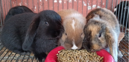 Conejos Holland Lop. Zona Lagomar