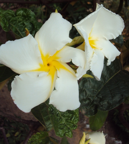 Muda De Cipó De Leite - Chonemorpha Fragrans - Trepadeira.