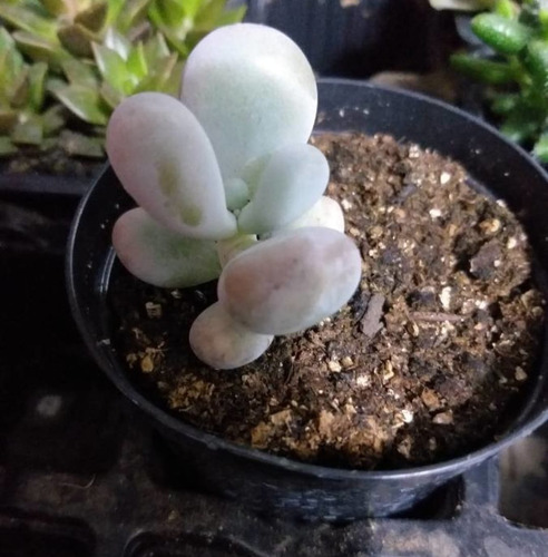 Planta Suculenta Pachyphytum Oviferum Purpus