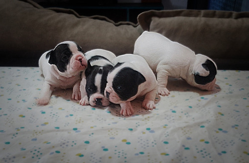 Hembritas Cachorritas Bulldog Frances Vaquita. Hermosas! 