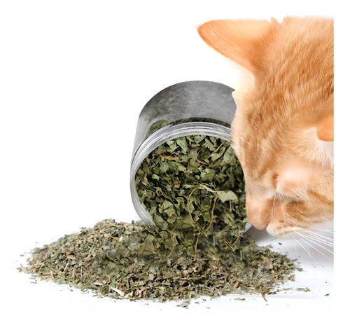 Catnip Catnip Cats Toys Catnip Catnip Cat Grass 50gr Cor verde escuro