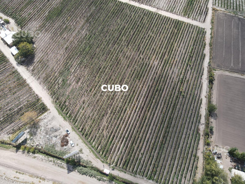 Cubo Vende 12 Hectareas De Viñedo En Rodeo De La Cruz Mendoza Argentina