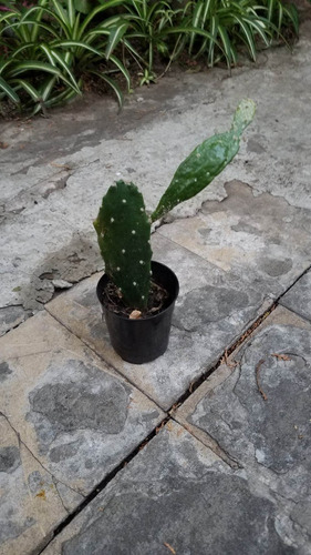 Cactus Mediano